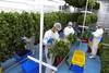 Plantas de marihuana para el proceso de secado y curado del brote en la compañía Fotmer Life Sciences, en Nueva Helvecia. Plantas de marihuana para el proceso de secado y curado del brote en la compañía Fotmer Life Sciences, en Nueva Helvecia.