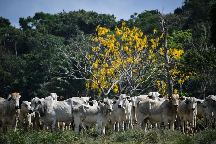 Campo en Ruropolis, en el estado de Pará, Brasil (archivo, setiembre de 2019). · Foto: Nelson Almeida, AFP