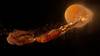 01 Formación de la Luna