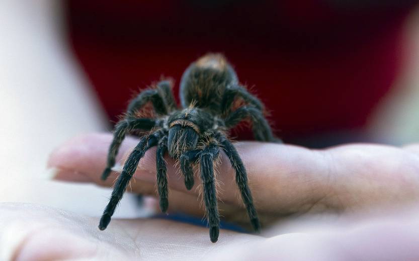 20260107 ciencia tarantula
