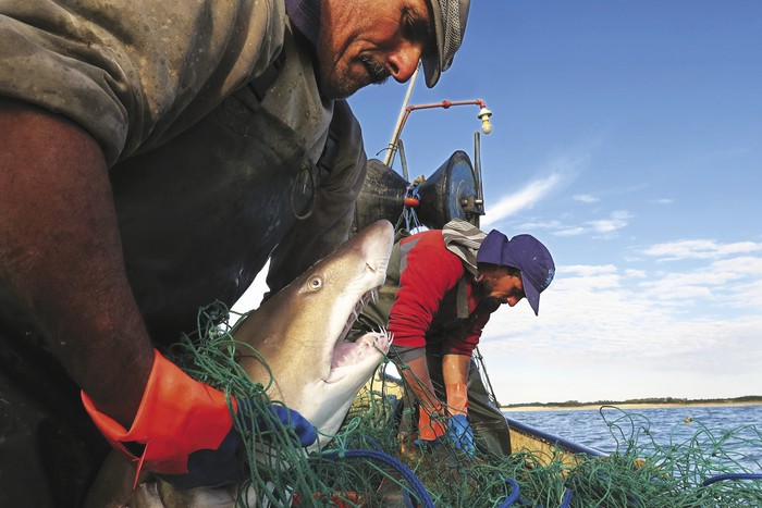 Héctor y Javier Calimares durante el desmalle, la tarea de sacar el pescado de la red. Héctor saca un tiburón sarda, una especie que se pesca a pocas millas de Cabo Polonio (archivo, noviembre de 2017).