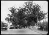 Lento 115 - Prado 06