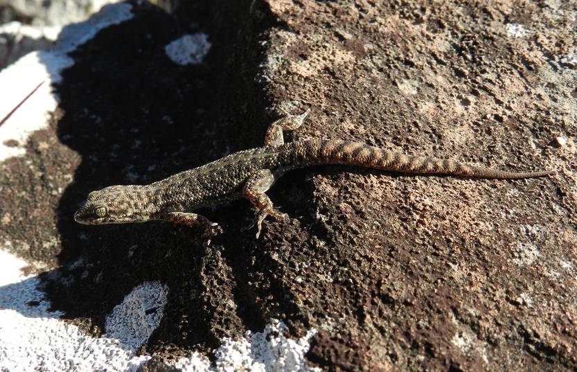 02 Geko