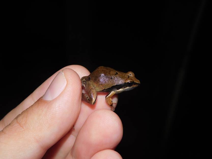 20260107 ciencia Ranita