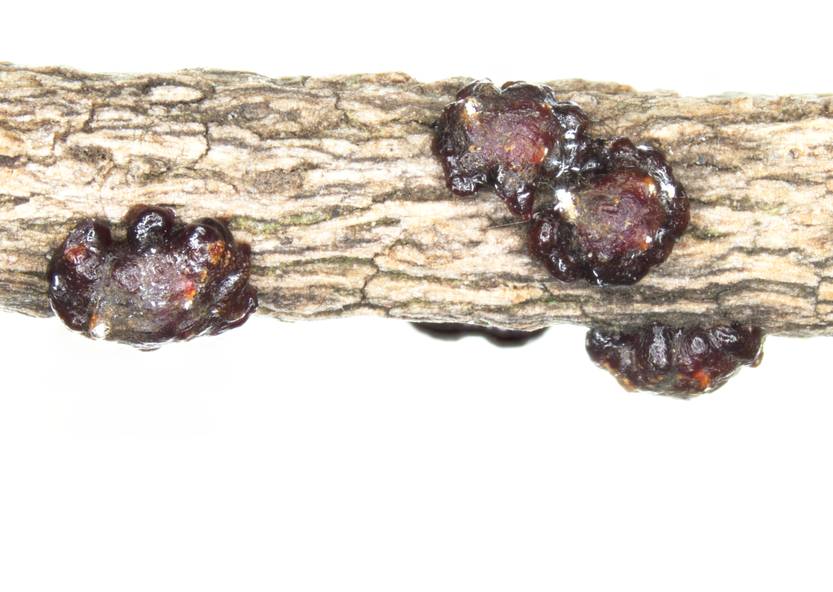 20260107 ciencia Cochinillas