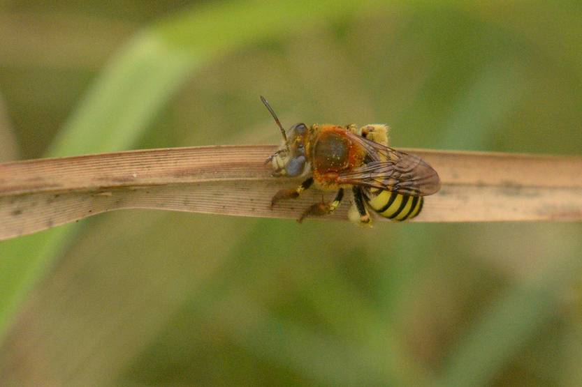20260107 ciencia Abeja