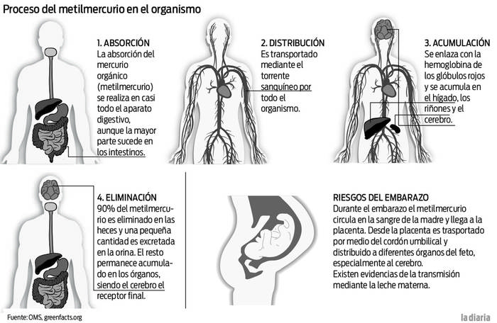 Foto principal del artículo 'ASSE realizará el próximo año un estudio entre embarazadas y recién nacidos, para testear niveles de mercurio'