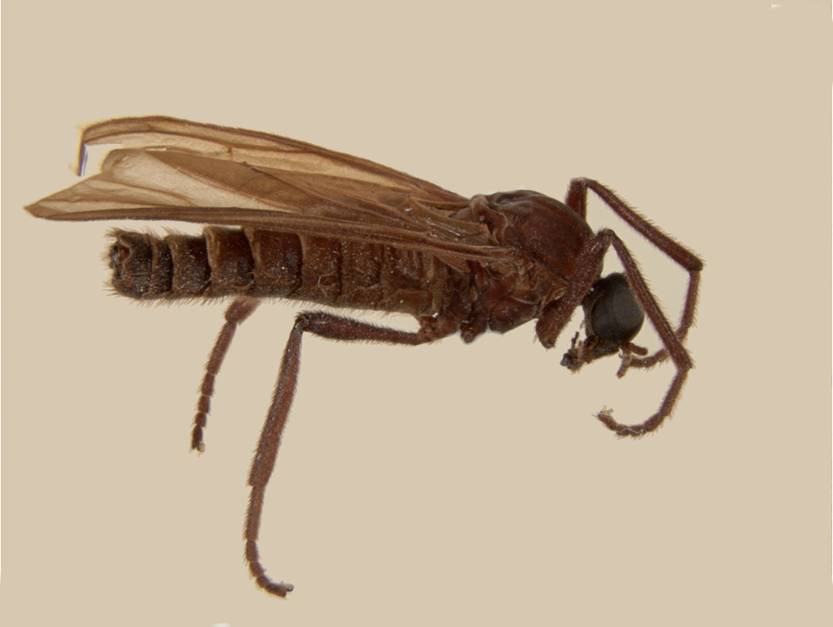 20260107 ciencia Plecia gibbosa