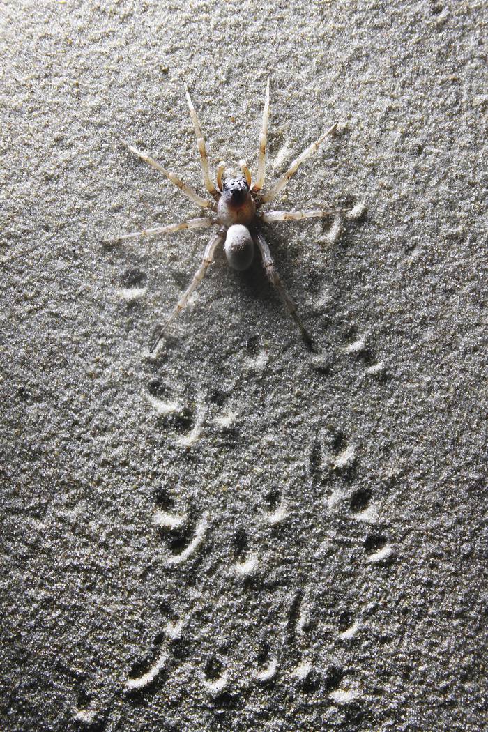 Durante la noche, las arañas blancas de la arena recorren las dunas buscando comida y parejas. · Foto: Marcelo Casacuberta