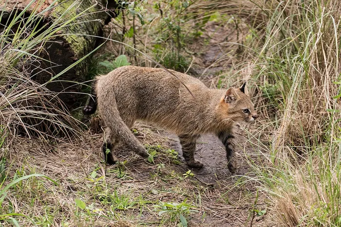 Gato de pajonal cautivo. Foto: gentileza de Bioparque M'bopicuá.