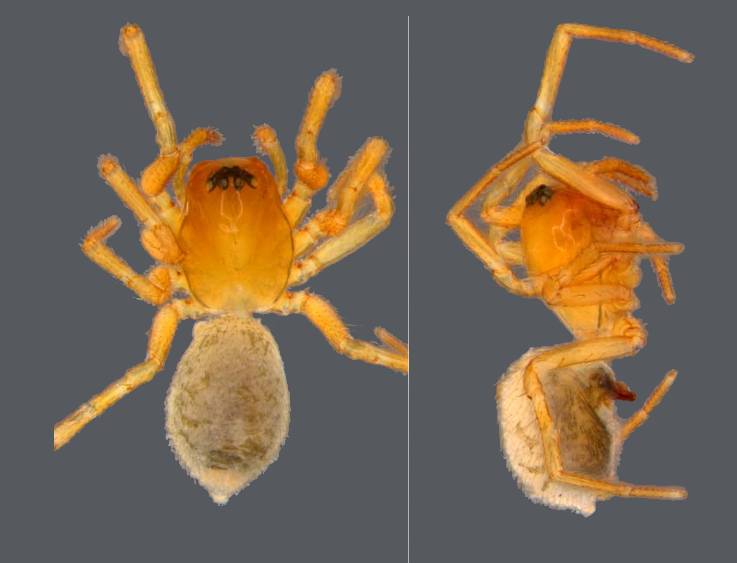 20260107 ciencia Araña