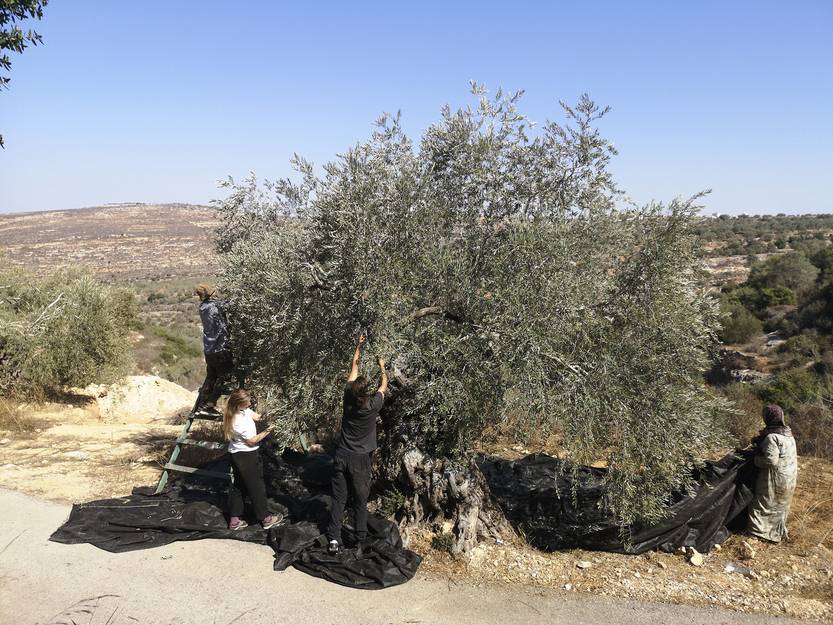 18-19 20251108 MUNDO Cisjordania 5