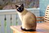 Foto principal del artículo 'El príncipe: el gato siamés' Foto principal del artículo 'El príncipe: el gato siamés'