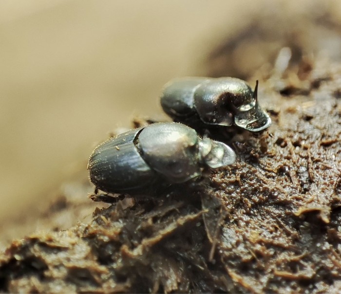 Pareja de escarabajos de la especie _Onthophagus hircus_ . · Foto: Patricia González