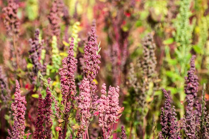 Quinoa en Ecuadror. Foto: Wilmotsenaratne (iNaturalist)