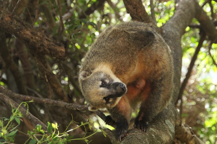 Coatí fotografiado en Maldonado, probablemente escapado de la Reserva Pan de Azúcar · Foto: Santiago Ramos (NaturalistaUY)