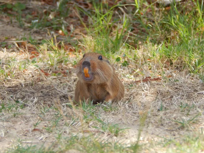 Tucu tucu de Paerson en Maldonado .Foto: Joselin Listur (NaturalistaUY)