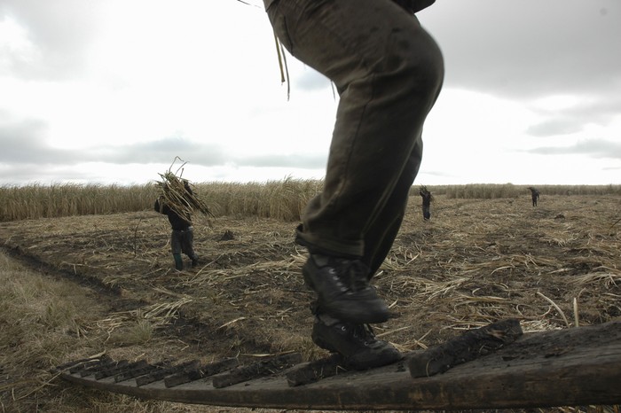 Trabajadores en la zafra de caña de azúcar, en Colonia España, Bella Unión (archivo, julio de 2007). · Foto: Sandro Pereyra