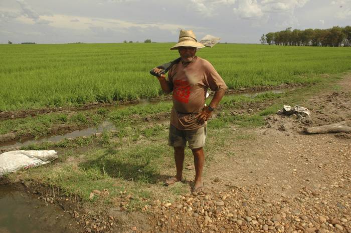 Trabajador aguador de 120 hectáreas de arroz, en una chacra próxima a la ruta 3, en el departamento de Artigas. (archivo, enero de 2008)


 · Foto: Sandro Pereyra