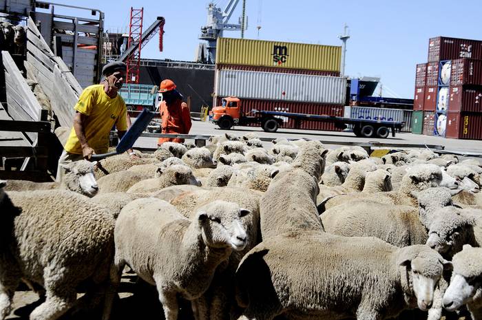 Embarque de ovinos en el puerto de Montevideo. · Foto: Javier Calvelo, adhocFOTOS
