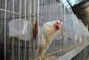 20220120pollo