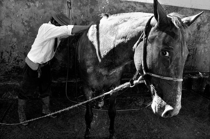Un gaucho refresca su caballo, ayer, en la criolla del Prado de Montevideo.  · Foto: Victoria Rodríguez