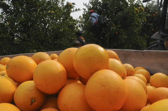 Trabajadores en la cosecha de naranja. (archivo, agosto de 2010) · Foto: Sandro Pereyra
