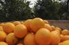 20250430 tra citrus