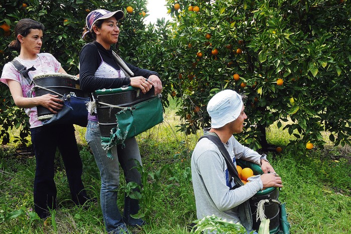 Trabajadores durante la cosecha de naranja, en un establecimiento del departamento de Paysandú. (archivo,
agosto de 2010 · Foto: Sandro Pereyra