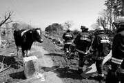  Los bomberos observan una vaca que sobrevivió el tsunami en la localidad de Sendai, Japón.