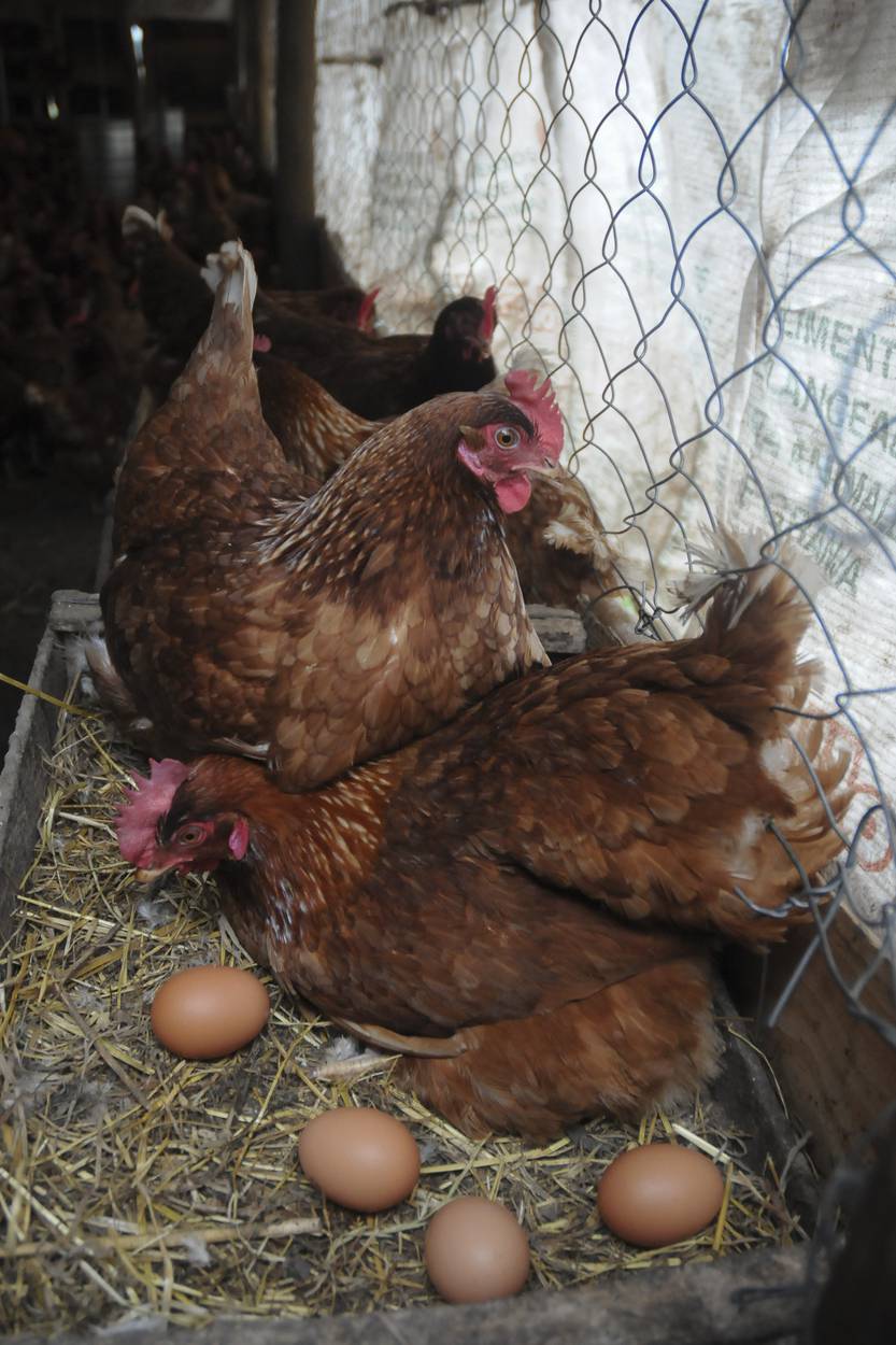20220118 agro gallinas ponedoras