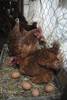 20220118 agro gallinas ponedoras