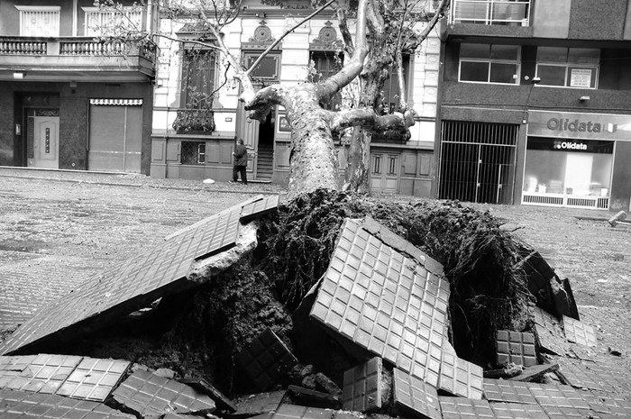 Árbol caído en Río Negro y Canelones, centro de Montevideo.  · Foto: Pablo Nogueira