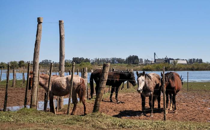 Foto principal del artículo 'Organización que rescata caballos antes de que sean sacrificados en frigoríficos abrió santuario en Carmelo.' · Foto: Javier Calvelo, adhocFOTOS