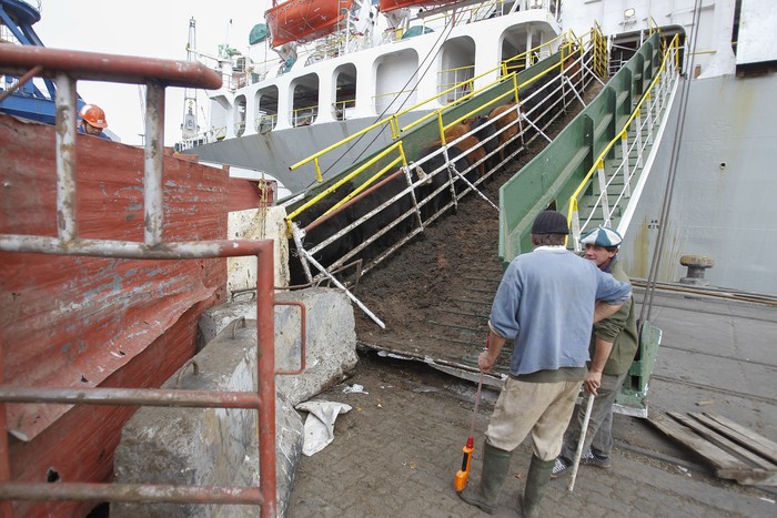 Embarque de ganado en el puerto de Montevideo. (archivo, mayo de 2014) · Foto: Iván Franco