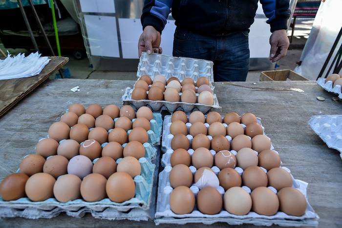 Foto principal del artículo 'Productores acordaron mantener el precio del huevo por un mes' · Foto: Santiago Mazzarovich / adhocFOTOS