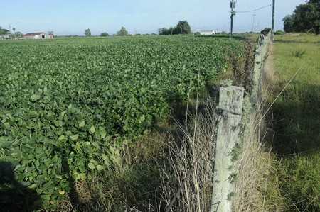 Plantación de soja en Paso Picón, Canelones (archivo, febrero de 2015).
· Foto: Sandro Pereyra Plantación de soja en Paso Picón, Canelones (archivo, febrero de 2015).
· Foto: Sandro Pereyra