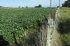 Plantación de soja en Paso Picón, Canelones (archivo, febrero de 2015).
· Foto: Sandro Pereyra Plantación de soja en Paso Picón, Canelones (archivo, febrero de 2015).
· Foto: Sandro Pereyra