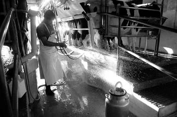 Tambo ubicado en la zona de Aguas Corrientes, departamento de Canelones. Foto: Sandro Pereyra (archivo, abril de 2015)
Tambo ubicado en la zona de Aguas Corrientes, departamento de Canelones. Foto: Sandro Pereyra (archivo, abril de 2015)