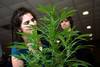 20220713 Cannabis