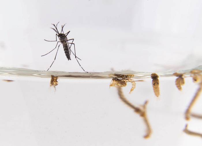 Mosquito _Aedes aegypti_. · Foto: Pablo La Rosa, adhocFOTOS