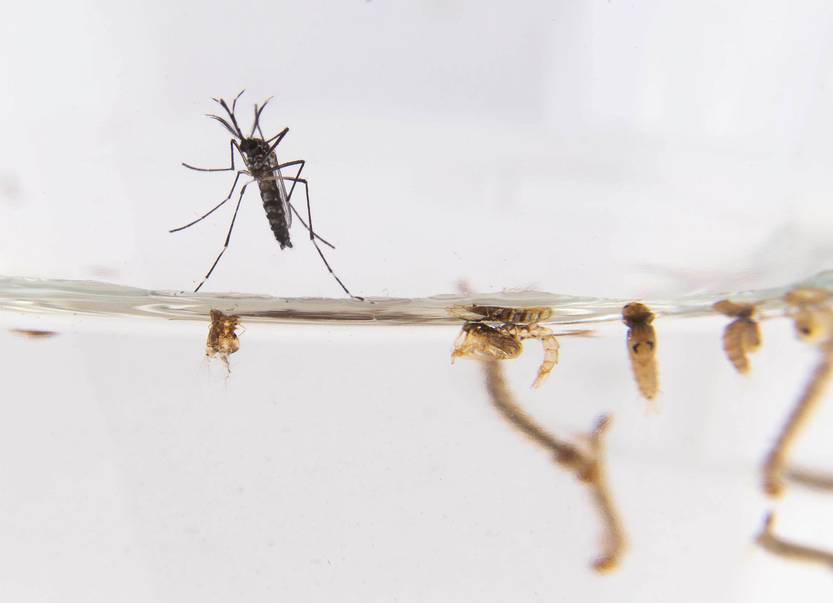 chikungunya 20160316PLR_05