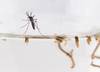 chikungunya 20160316PLR_05