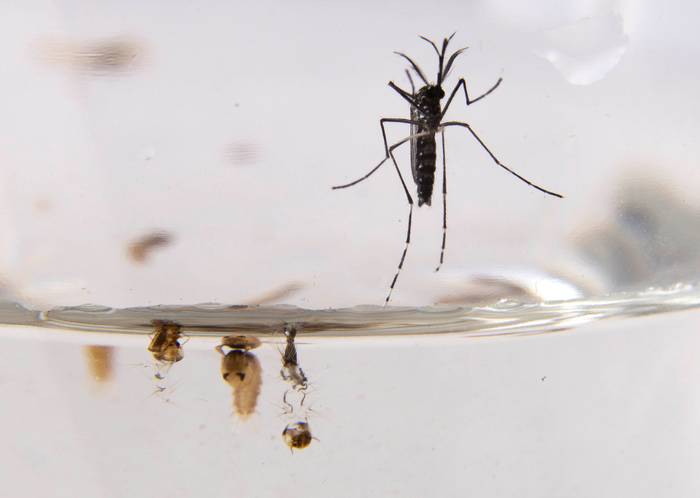 Mosquito _Aedes aegypti_. · Foto: Pablo La Rosa, adhocFOTOS