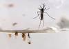 20230217 aedes