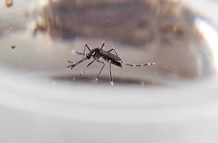 Mosquito _Aedes aegypti_. · Foto: Pablo La Rosa