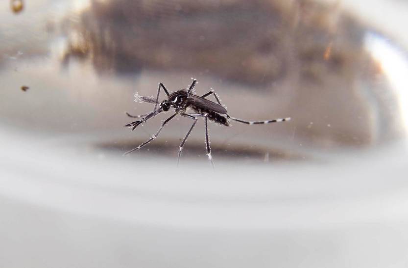 20230421 Aedes aegypti