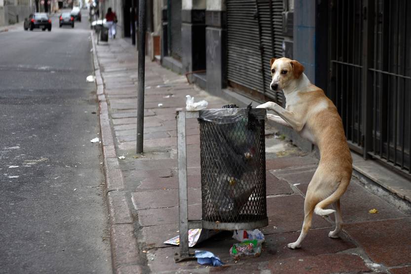 20221004 perro