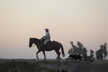 Trabajador rural en el departamento de Rocha. Foto: Sandro Pereyra (archivo, enero de 2017) Trabajador rural en el departamento de Rocha. Foto: Sandro Pereyra (archivo, enero de 2017)