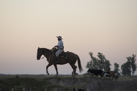 Trabajador rural en el departamento de Rocha. Foto: Sandro Pereyra (archivo, enero de 2017) Trabajador rural en el departamento de Rocha. Foto: Sandro Pereyra (archivo, enero de 2017)
